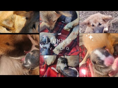 Helping My Dog Give Birth To 7 Puppies ️ - YouTube