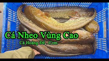 Chuyên cung cấp Cá Nheo Ta - Cá Nheo Vùng Cao | Cá Hoàng Đế