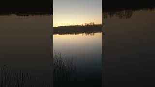 fish rising at first light and dawn chorus #fishing #dawnchorus #sunrise