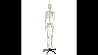 Axis Scientific Classic Human Skeleton with Study, Numbering Guide, and Hanging Stand