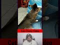 Funniest Cats and Dogs Clips 2026😼🐶Try Not To Laugh😜 #catsvideo #funnycats #catsfunnyvideos #shorts