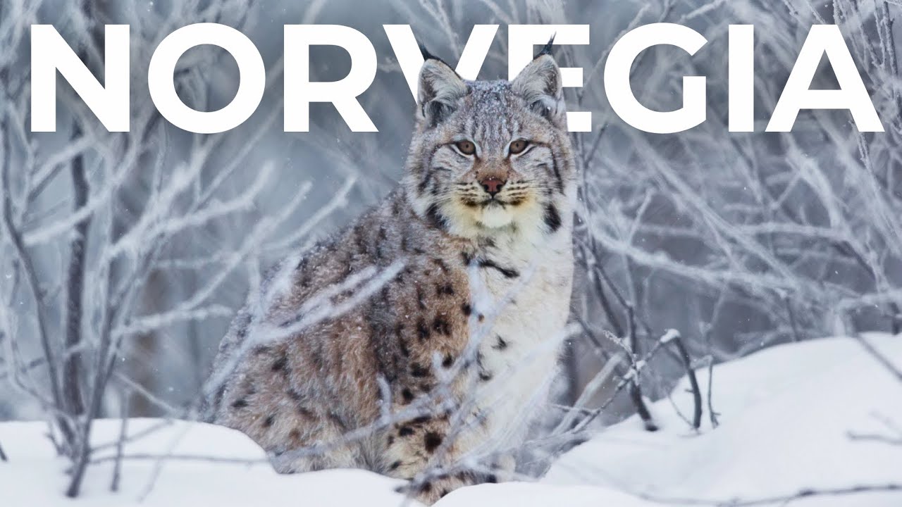 I Fiordi Selvaggi della Norvegia | Tra Scogliere, Neve e Predatori – Documentario sugli Animali