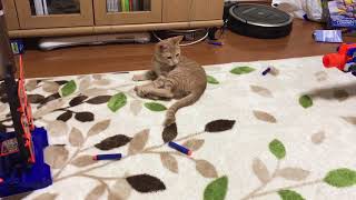 ナーフの試し撃ちをさり気なく邪魔をするねこ