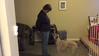 Shaping Without a Marker #3: Left Paw Lift