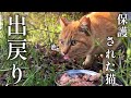 保護された猫がいつの間にか戻されていた【地域猫】