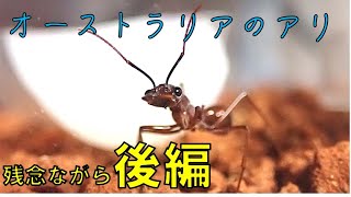 オーストラリアのアリを飼い始めました「後編」[Myrmecia nigriscapa
