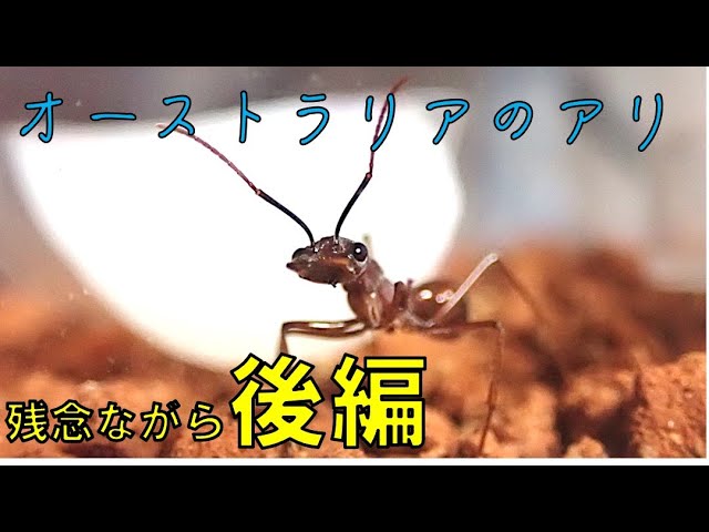 オーストラリアのアリを飼い始めました「後編」[Myrmecia nigriscapa