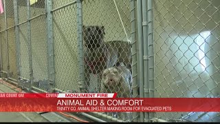 Trinity County Animal Shelter taking in evacuated pets, almost reaching capacity