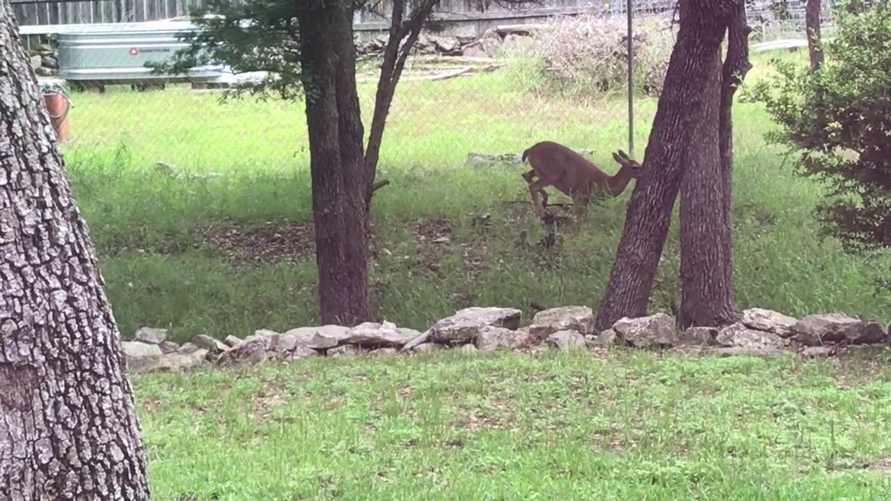 Deer giving birth to twins in our backyard YouTube
