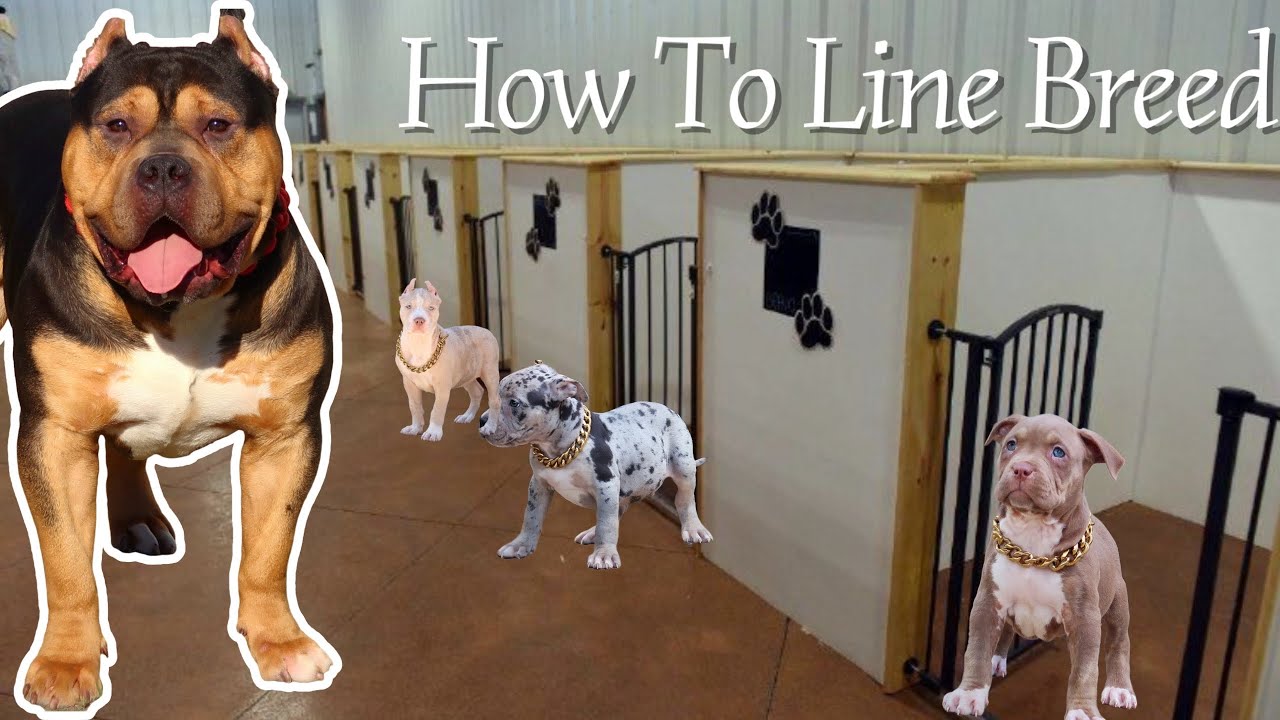 How To Line Breed American Bully’s