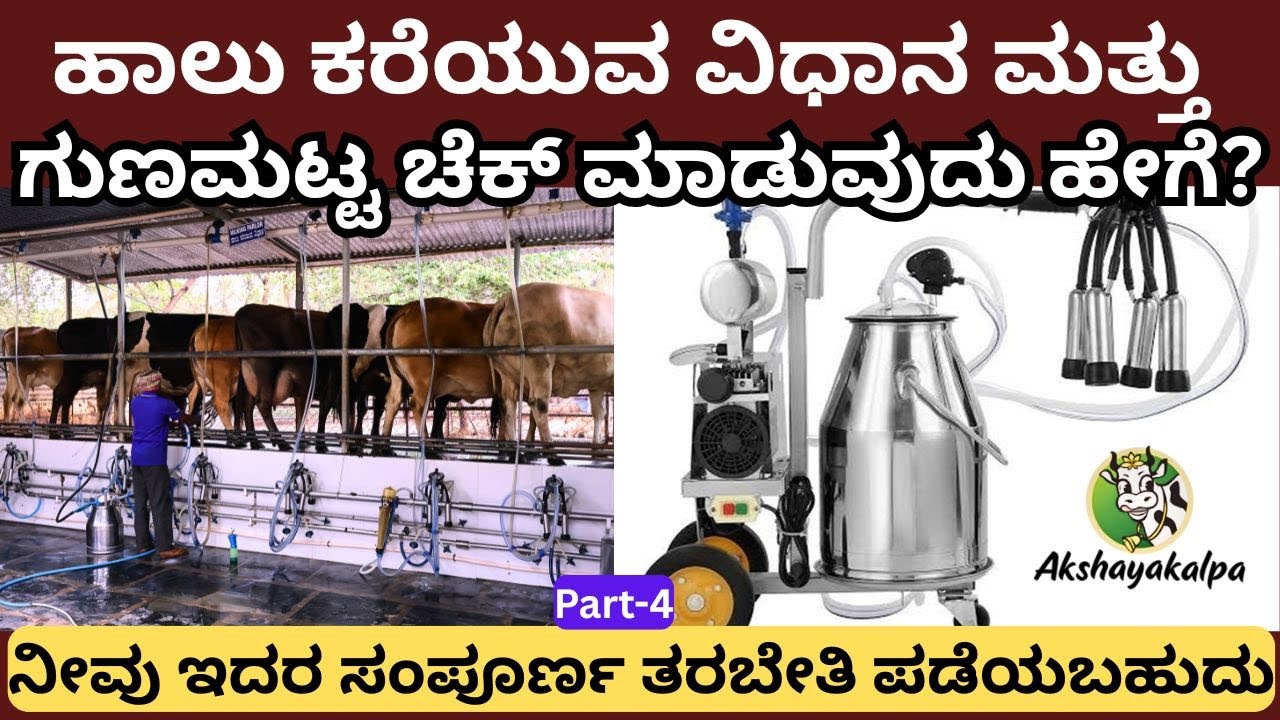 ಹಸುಗಳಿಂದ ಹೆಚ್ಚು ಹಾಲು ಪಡೆಯಲು ಏನು ಮಾಡಬೇಕು?!ಸಂಪೂರ್ಣ ವಿವರ ಇಲ್ಲಿದೆ