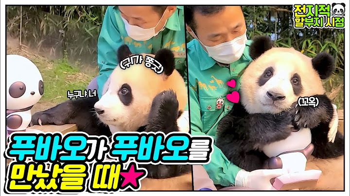 [Omniscient grandpa viewpoint] Fuspa is me I can't be two🎶 Fubao met a doll🐼│Everland Panda Fubao