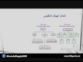 09 - اشكال الهيكل التنظيمى   الجزء الاول