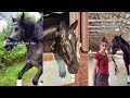 Horse tiktoks that went viral