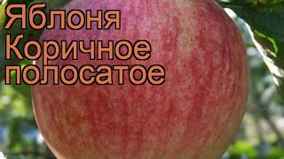 Яблоня обыкновенная Коричное полосатое 🌿 обзор: как сажать, саженцы яблони Коричное полосатое
