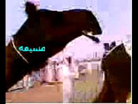 ابل ال نابت