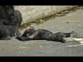 ゴリラの赤ちゃん 名前はキヨマサ (胸をポコポコ & おっぱいを飲む様子など) / 東山動物園