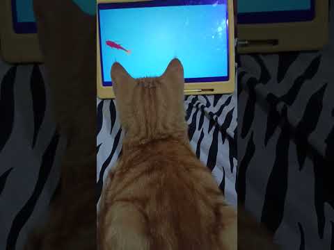 lazy kitten and "fish" 😹 #pet #cat #adorable
