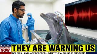 AI Just Translated What Dolphins Are Really Saying — Even Experts Are Left Speechless