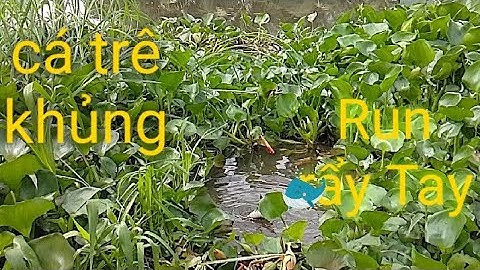 Câu Cá Rô Đồng, Đụng Ổ Cá Trê Rô bự Giật Run Tay, Câu Hết Ổ #THTV#caucarodong