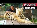 Real Tiger in Thailand | Tiger Park Pattaya 2019 | Tiger Attack | Tiger Fight | Ketan Singh Vlogs