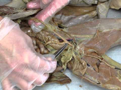 associate practitioner Female Reproductive System-Cat-AP2