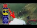 Реакция КАРАСЯ НА WD-40 Подводная съемка / Приманка на карася. Пруд подмосковье