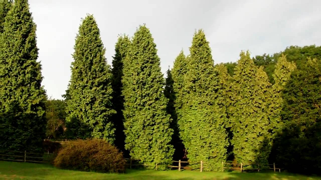 Lawson Cypress's