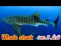 شاهد القرش الحوت النادر Rare Whale Shark 