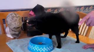 Cotton Schipperkes & Hound: EBONYS 16TH BDAY DINNER by Cotton Schipperkes 58 views 4 years ago 3 minutes, 54 seconds