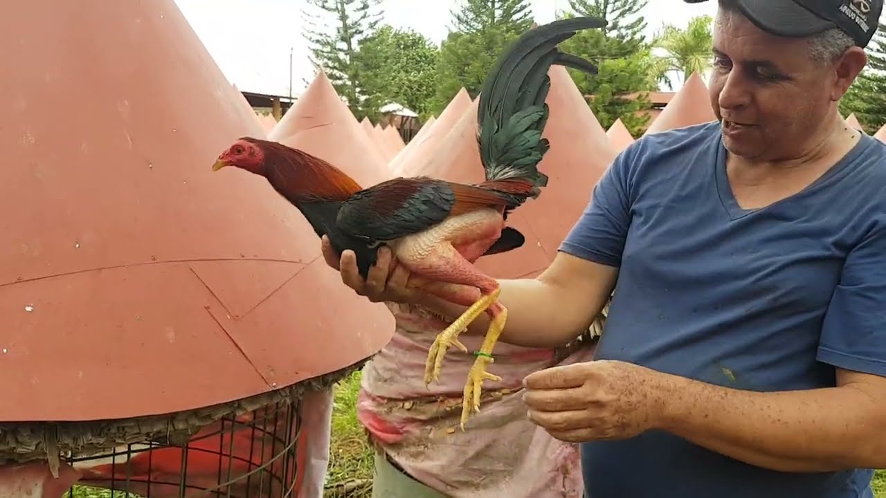 Los Representantes de Arnulfo y Polivio en la Mundial 2023 a Manos De Braulio