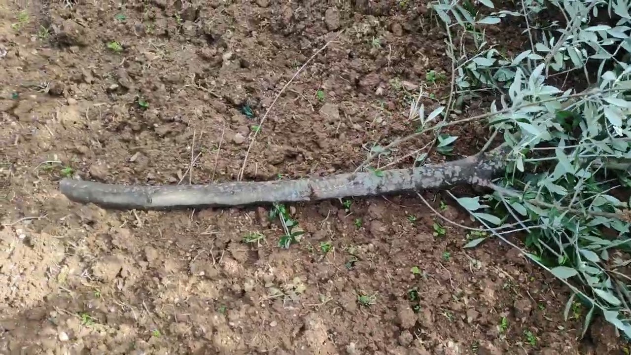 Λαίμαργοι της ελιάς| Μέρος 2ο