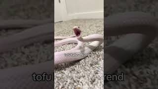 Tofu wins this trend fr 👑 #viralvideo #trend #snake #moneytalks
