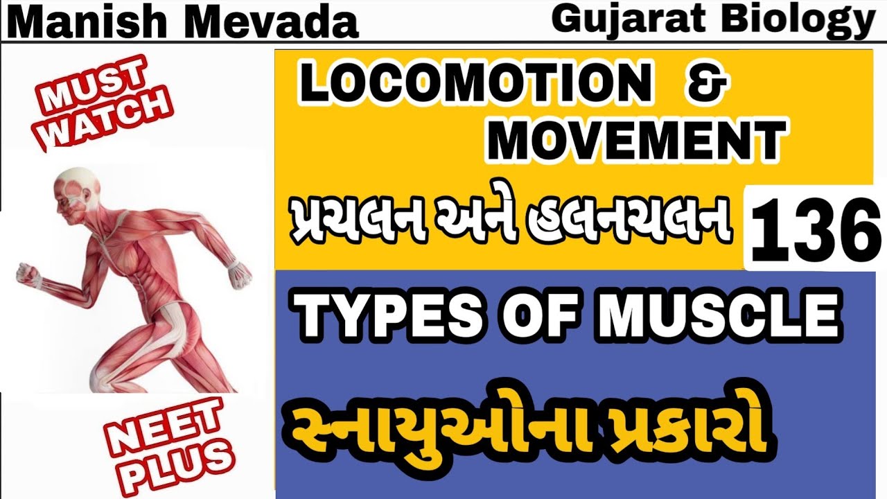 TYPES OF MUSCLE IN GUJARATI || સ્નાયુઓના પ્રકારો - YouTube