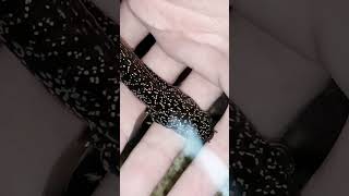 Ikan Channa Asiatica Full Mutiara Grade A