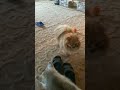 Вечерние разборки #хаски #шпиц