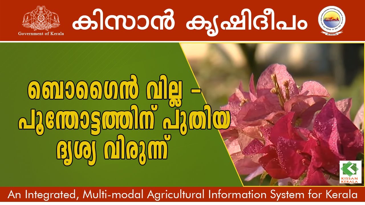 Bougainvillea, Kollam