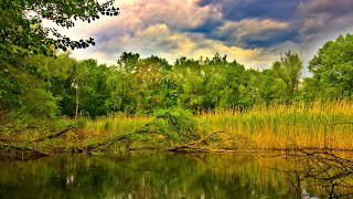 🌳 Relaxing Nature Sounds For Stress Relief, Bird Song, Forest Sounds