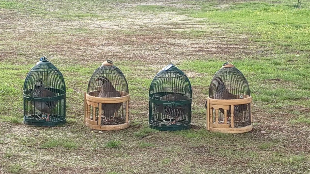 de praztika con el ganado