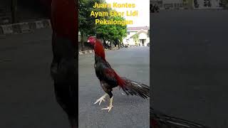 Juara Kontes Ayam Ekor Lidi Pekalongan    Spek Nya Memang Mantap