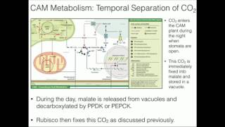 CAM Plant Metabolism: Temporal Separation