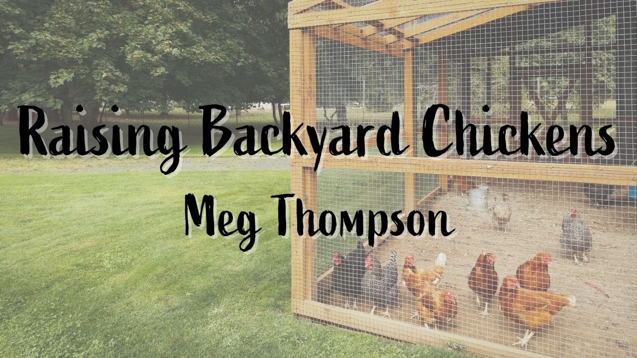 Raising Backyard Chickens YouTube