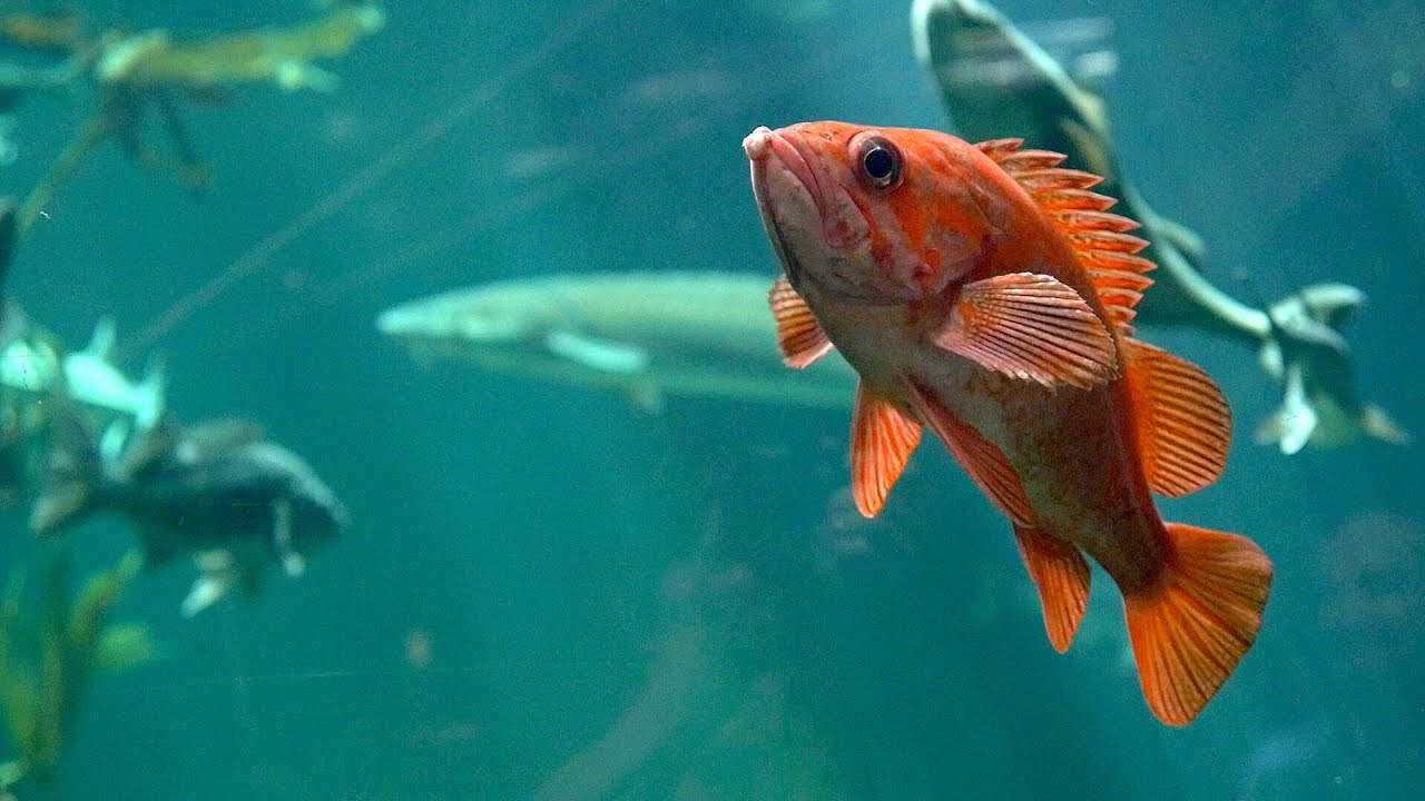 Fantastic Fish at the Vancouver Aquarium YouTube
