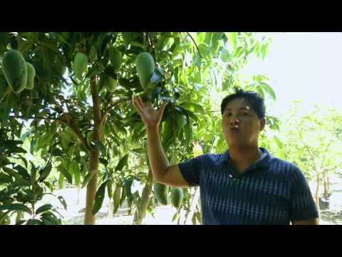 Video: Mango: Paano Kapaki-pakinabang Ang Prutas Na Ito?