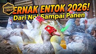 Muscovy Duck Farming For Beginners In 2026 The Easy Way To Start From Zero To Harvest