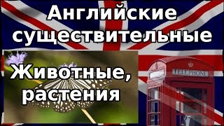 Английские слова на тему Животные и Растения. Английские существительные. Животные и Растения.