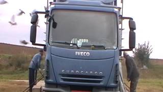 Ozlevice.sk - Štart Mladých Poštových Holubov 18.09.2016 -V. Meziřičí