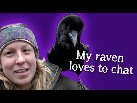 Fable The Raven Did You Know Ravens Can Talk Safe Videos For Kids - roblox ravens home