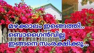 How to Care Bougainvillea in Rainy season🌸🌿|Tips to Repot Bougainville|salu koshy