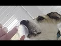 Pup Cup Cam - Sunny! Shelter Dogs Enjoy a Treat! munciearf.com